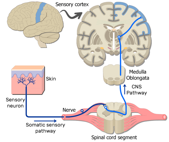 pain Pathway